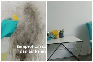 Cara membersihkan lumut dan jamur di tembok tanpa dicat ulang, cukup semprotkan 1 bahan sederhana ini