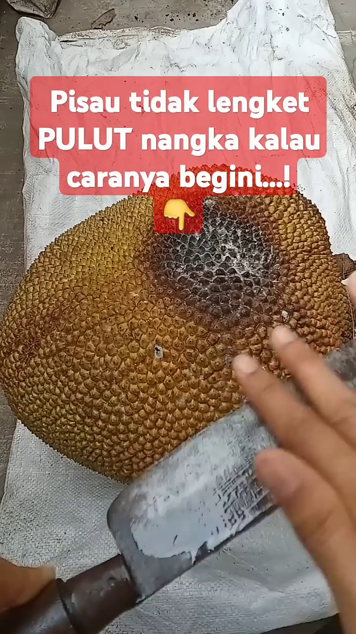 Bisa bikin daging buahnya menghitam, ini cara mudah mengupas nangka agar getah tak menempel