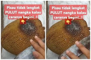 Bisa bikin daging buahnya menghitam, ini cara mudah mengupas nangka agar getah tak menempel