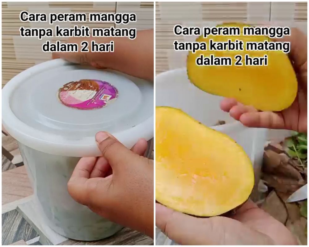 Tanpa karbit atau kardus, ini trik memeram mangga agar matang sempurna dan tak busuk dalam 2 hari