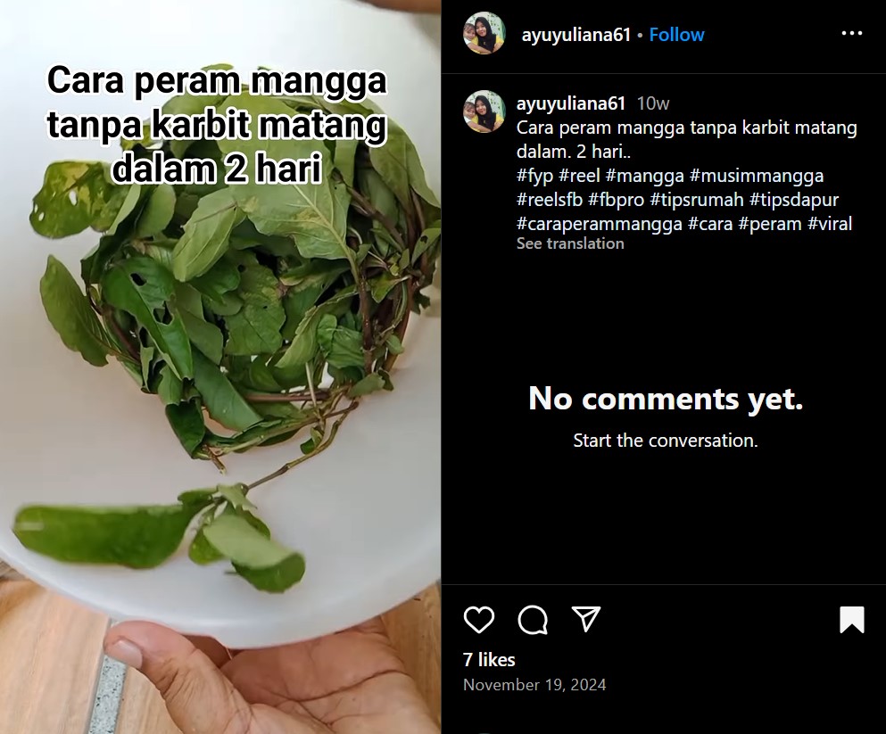 Tanpa karbit atau kardus, ini trik memeram mangga agar matang sempurna dan tak busuk dalam 2 hari