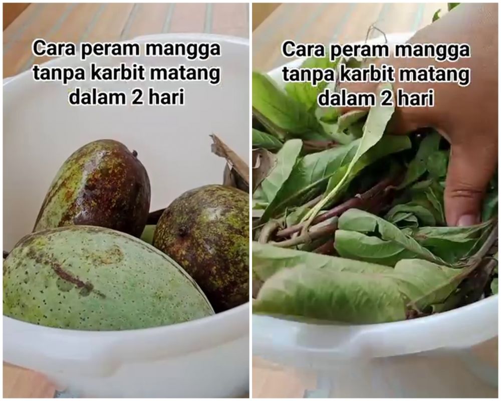 Tanpa karbit atau kardus, ini trik memeram mangga agar matang sempurna dan tak busuk dalam 2 hari