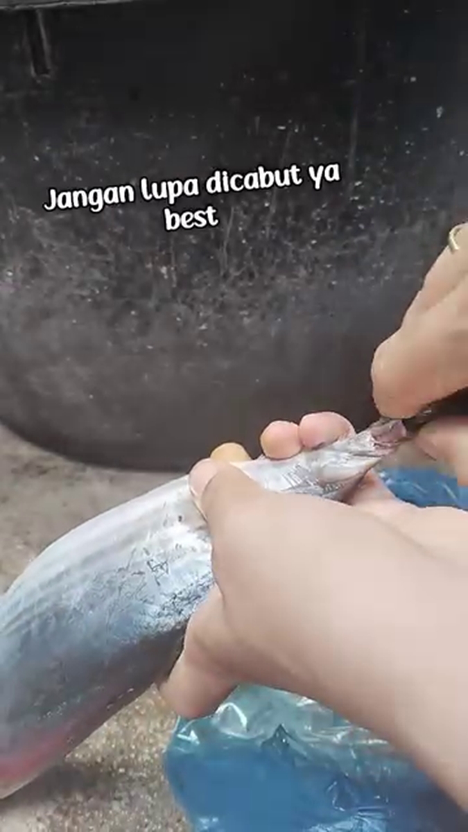 Trik simpel biar ikan tongkol tak amis saat diolah dan tak gatal dikonsumsi, cuma pakai tangan kosong