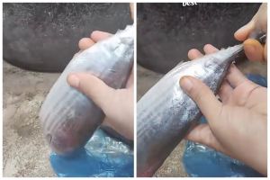 Trik simpel biar ikan tongkol tak amis saat diolah dan tak gatal dikonsumsi, cuma pakai tangan kosong