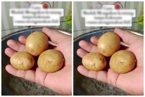 Cara mudah mengukus kentang agar cepat matang meski tanpa panci kukus atau saring