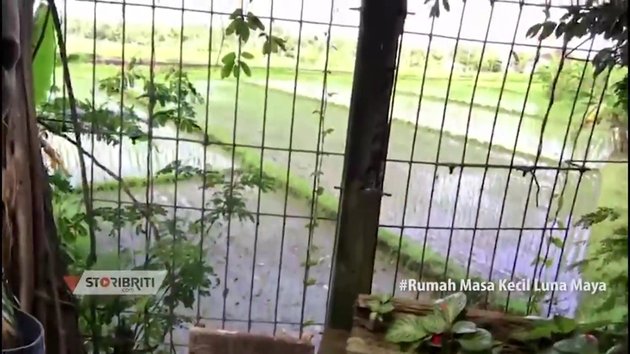 Sederhana tanpa kitchen set, intip 9 potret dapur ibunda Luna Maya di Bali dikelilingi sawah