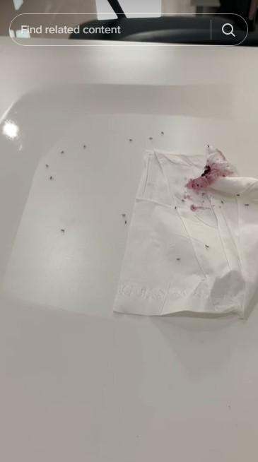 Cara ampuh mengusir semut dari meja makan tanpa semprotan khusus serangga, pakai 1 bahan sederhana