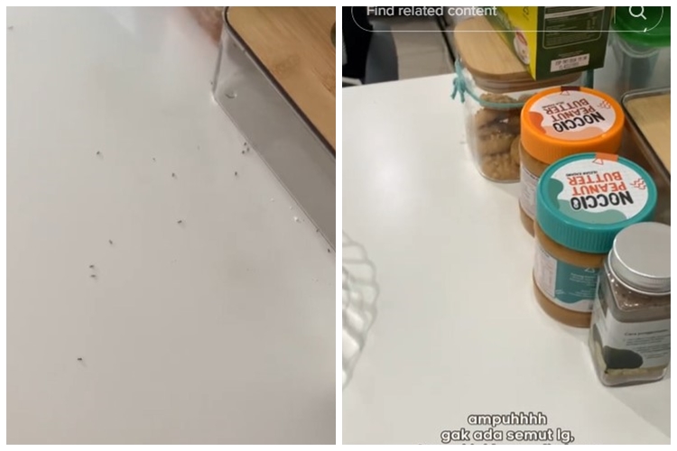 Cara ampuh mengusir semut dari meja makan tanpa semprotan khusus serangga, pakai 1 bahan sederhana