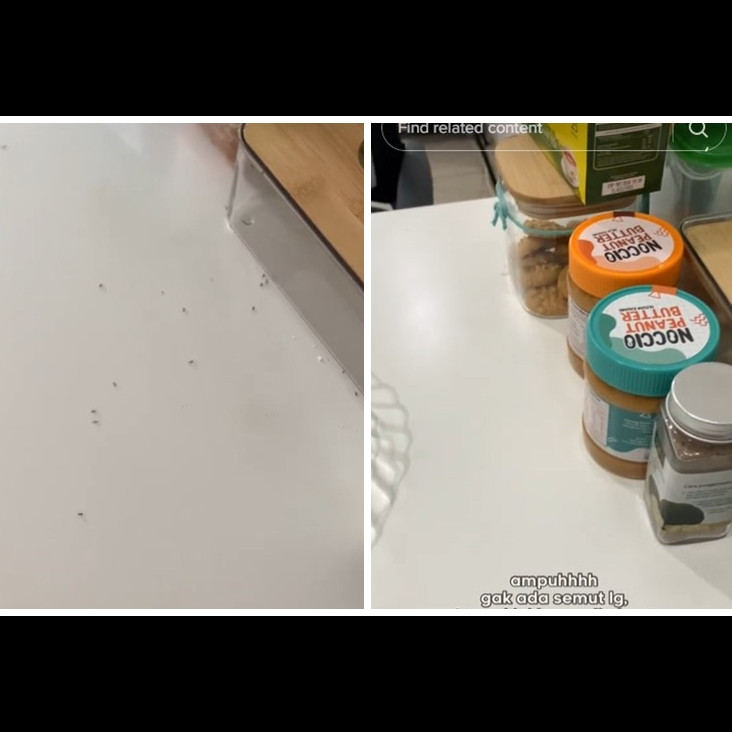 Cara ampuh mengusir semut dari meja makan tanpa semprotan khusus serangga, pakai 1 bahan sederhana