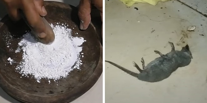 Trik mudah mencegah tikus datang ke dapur dan tempat penyimpanan makanan ini cuma pakai 1 bumbu dapur