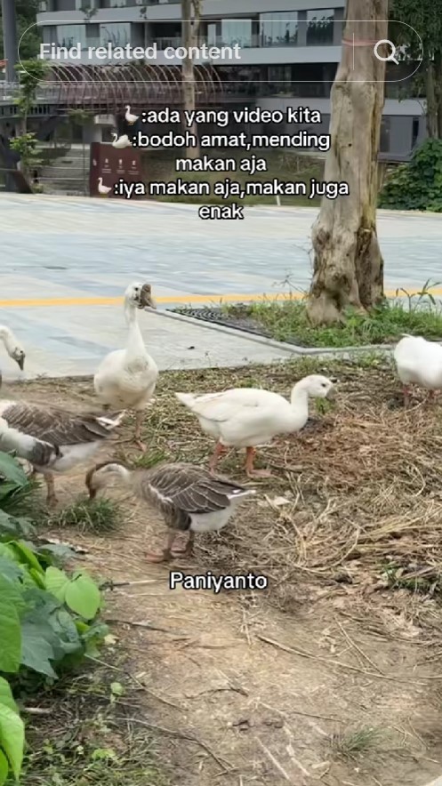 9 Potret kondisi IKN di tengah kabar anggaran diblokir, mangkrak, kini jadi 'rumah' bebek
