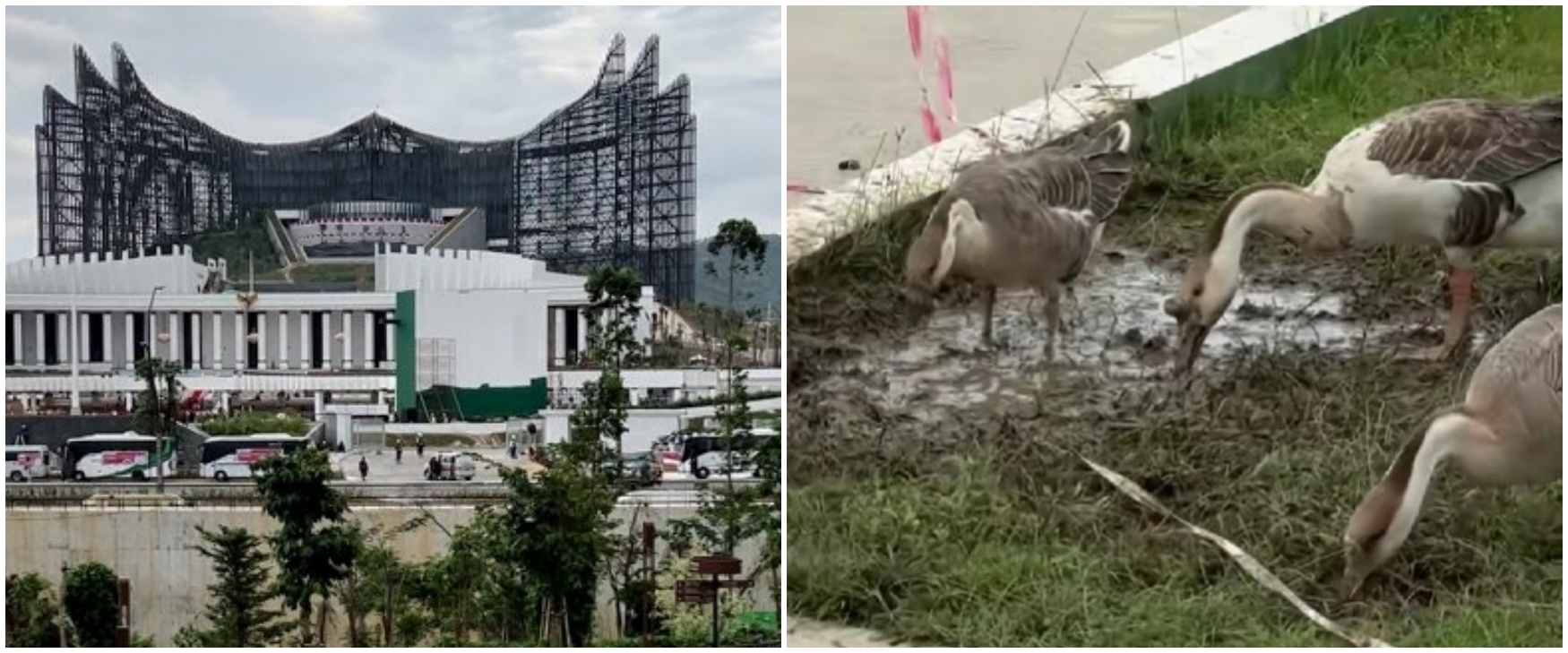9 Potret kondisi IKN di tengah kabar anggaran diblokir, mangkrak, kini jadi 'rumah' bebek