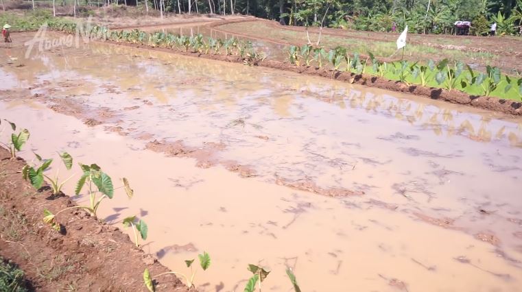 Istri Narji beli sawah 1.000 hektar, ternyata dari keluarga sederhana, ini 8 potret rumahnya di desa