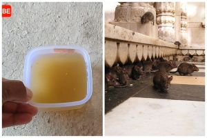 Trik ampuh mencegah tikus masuk ke dapur tanpa bikin perangkap, cuma pakai 1 bahan dapur