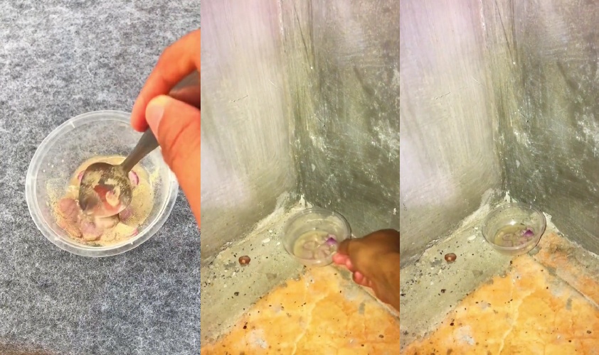 Trik mudah usir tikus di rumah tanpa perangkap, cuma pakai dua bumbu dapur, hewan pengerat auto ngacir