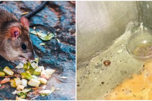 Trik mudah usir tikus di rumah tanpa perangkap, cuma pakai dua bumbu dapur, hewan pengerat auto ngacir