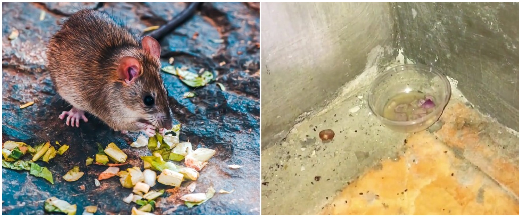 Trik mudah usir tikus di rumah tanpa perangkap, cuma pakai dua bumbu dapur, hewan pengerat auto ngacir
