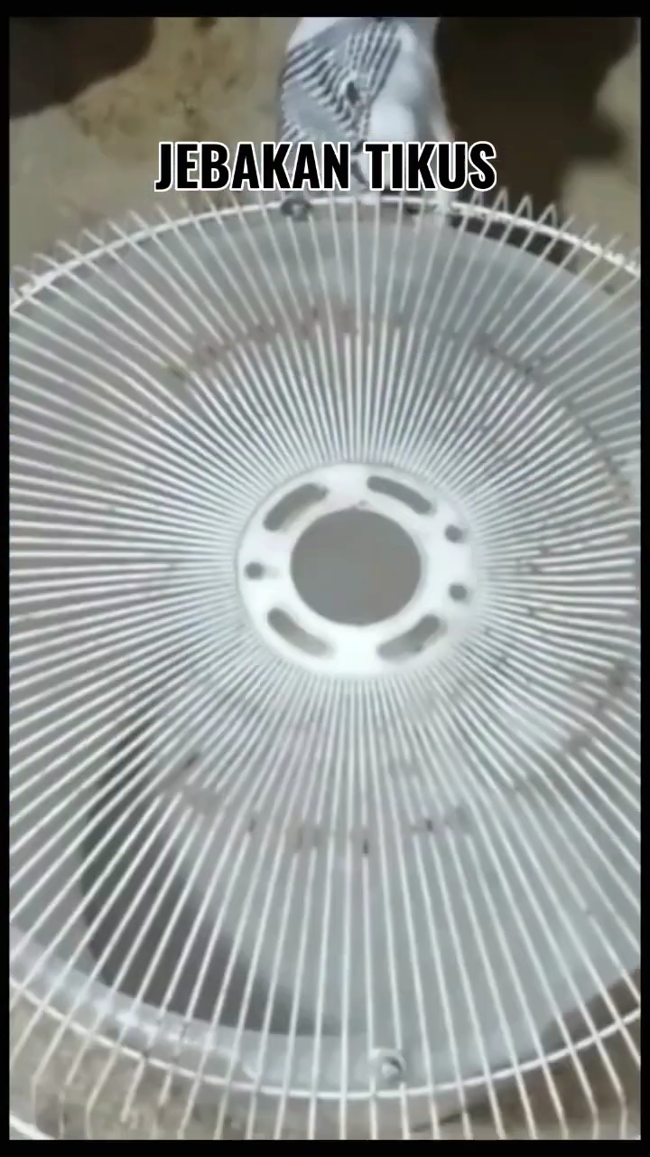 Trik menangkap tikus tanpa racun atau jebakan besi, ampuh pakai 1 bahan dapur