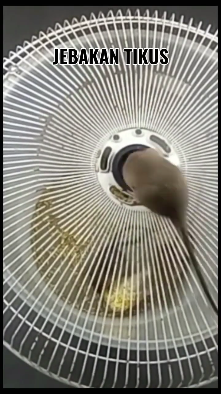 Trik menangkap tikus tanpa racun atau jebakan besi, ampuh pakai 1 bahan dapur