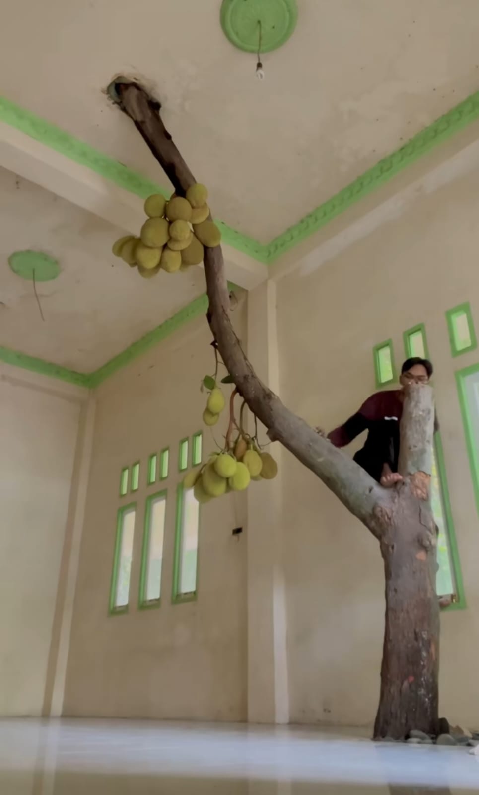 Rumah ini bagian dalamnya aneh ada pohon nangka hidup di ruang tamu, 9 potretnya bikin heran