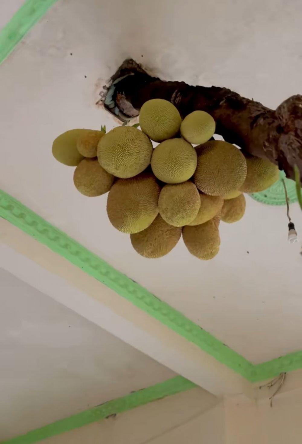 Rumah ini bagian dalamnya aneh ada pohon nangka hidup di ruang tamu, 9 potretnya bikin heran