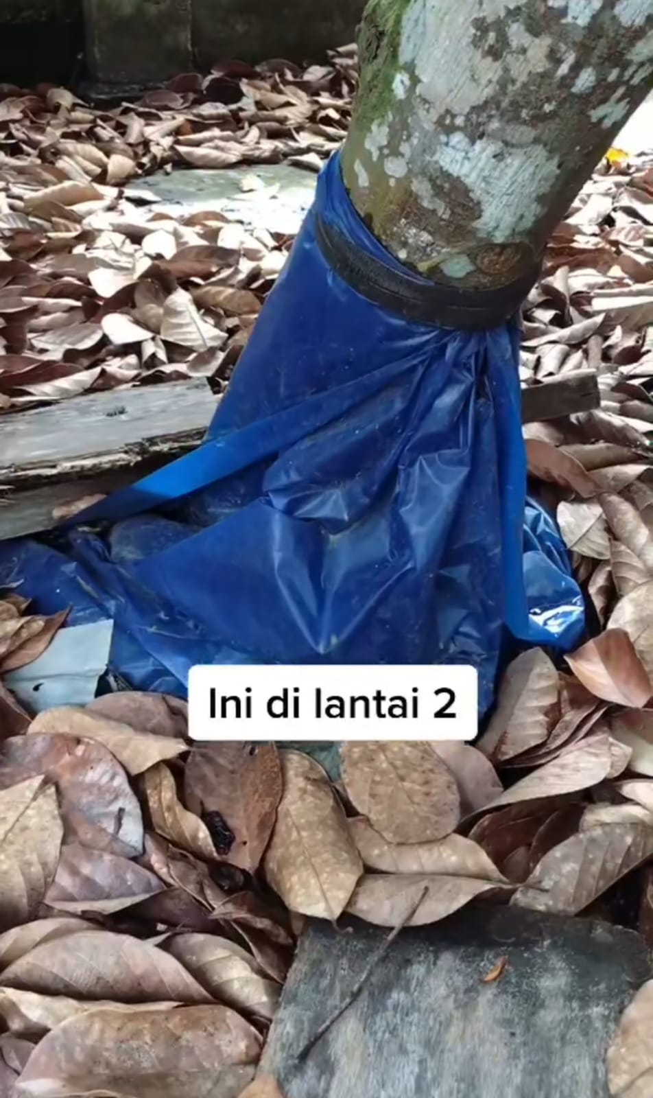 Rumah ini bagian dalamnya aneh ada pohon nangka hidup di ruang tamu, 9 potretnya bikin heran