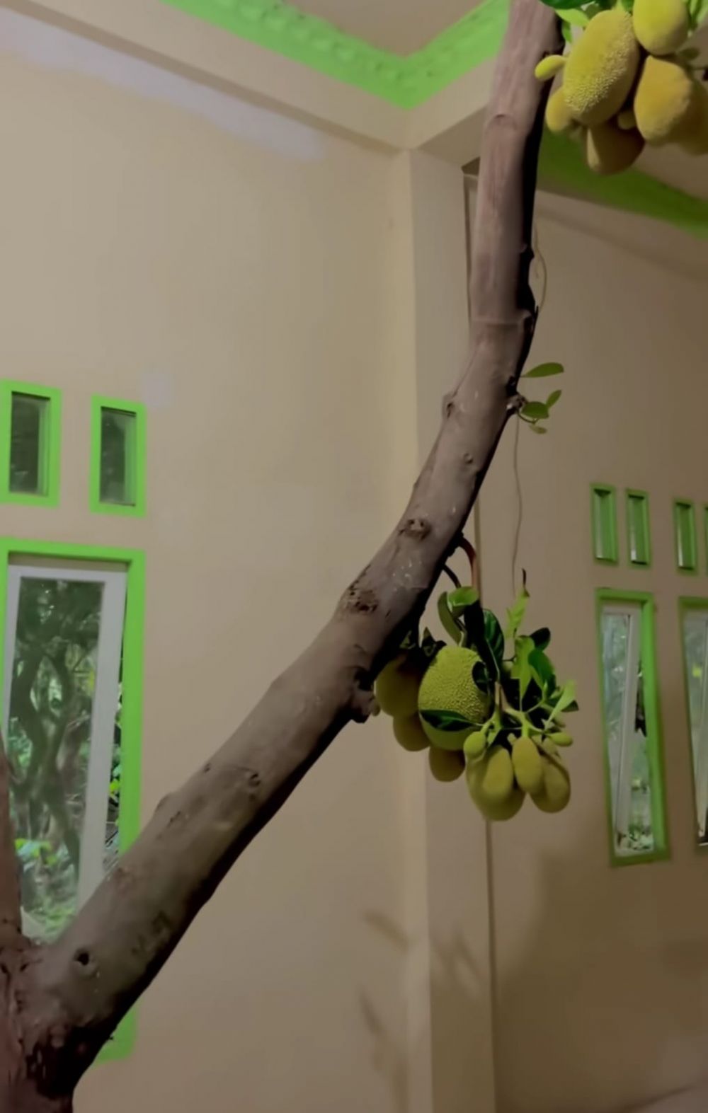 Rumah ini bagian dalamnya aneh ada pohon nangka hidup di ruang tamu, 9 potretnya bikin heran