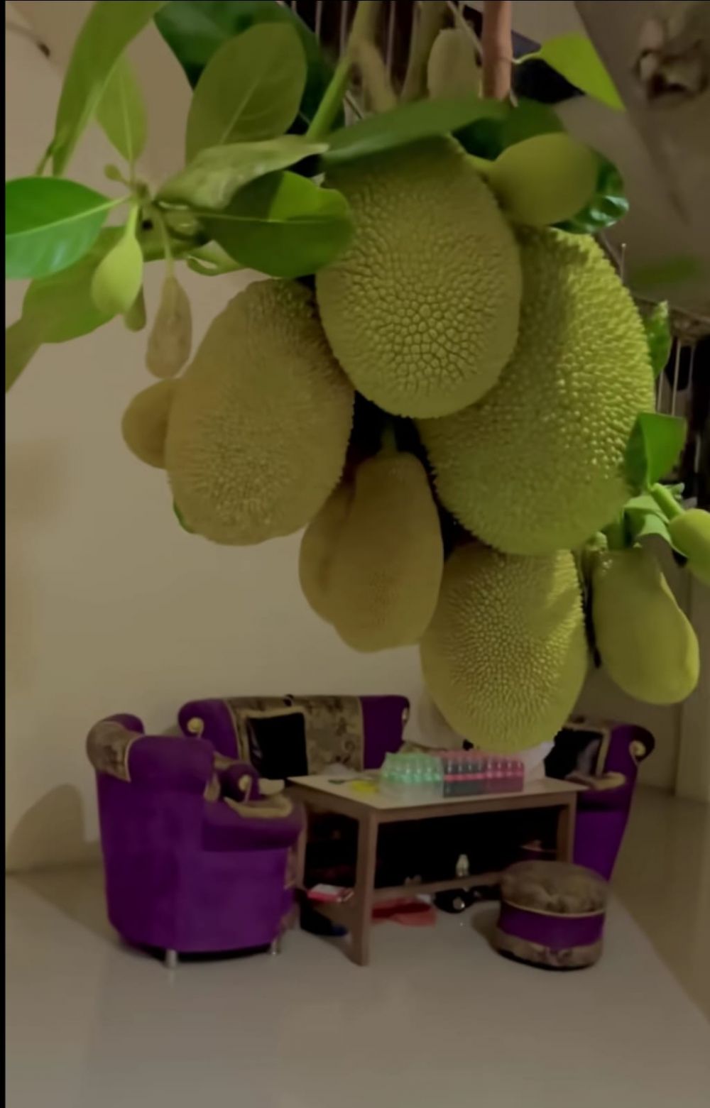 Rumah ini bagian dalamnya aneh ada pohon nangka hidup di ruang tamu, 9 potretnya bikin heran