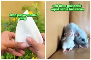 Tanpa pakai bawang merah, begini trik mudah cegah tikus masuk rumah cuma pakai 3 bumbu dapur