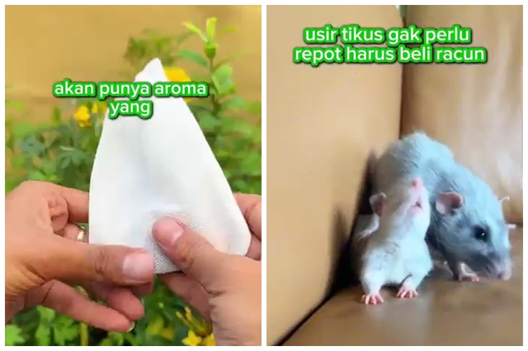 Tanpa pakai bawang merah, begini trik mudah cegah tikus masuk rumah cuma pakai 3 bumbu dapur