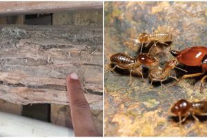 Bukan pakai micin, ini trik cegah perabot kayu di rumah dimakan rayap pakai satu jenis tanaman