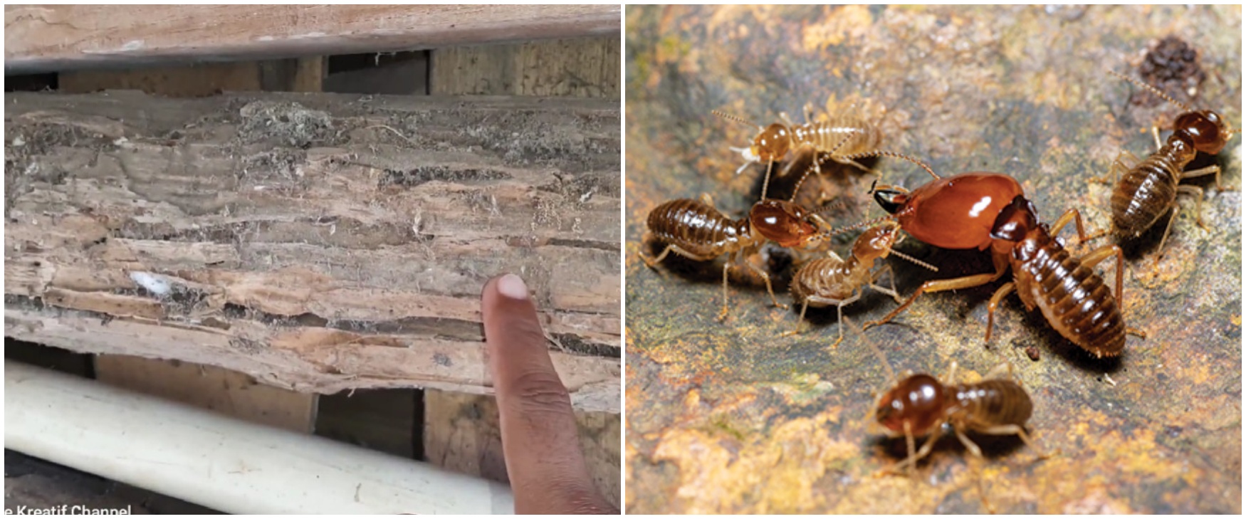 Bukan pakai micin, ini trik cegah perabot kayu di rumah dimakan rayap pakai satu jenis tanaman