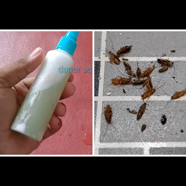 Trik ampuh membasmi kecoak tanpa perangkap, alami cuma pakai 1 bumbu dapur