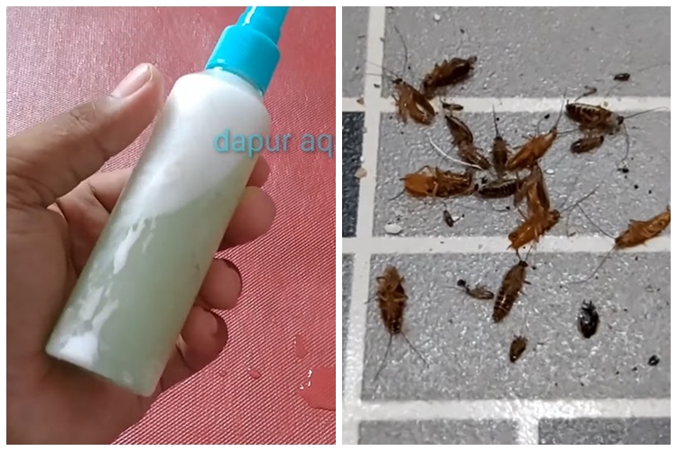 Trik ampuh membasmi kecoak tanpa perangkap, alami cuma pakai 1 bumbu dapur
