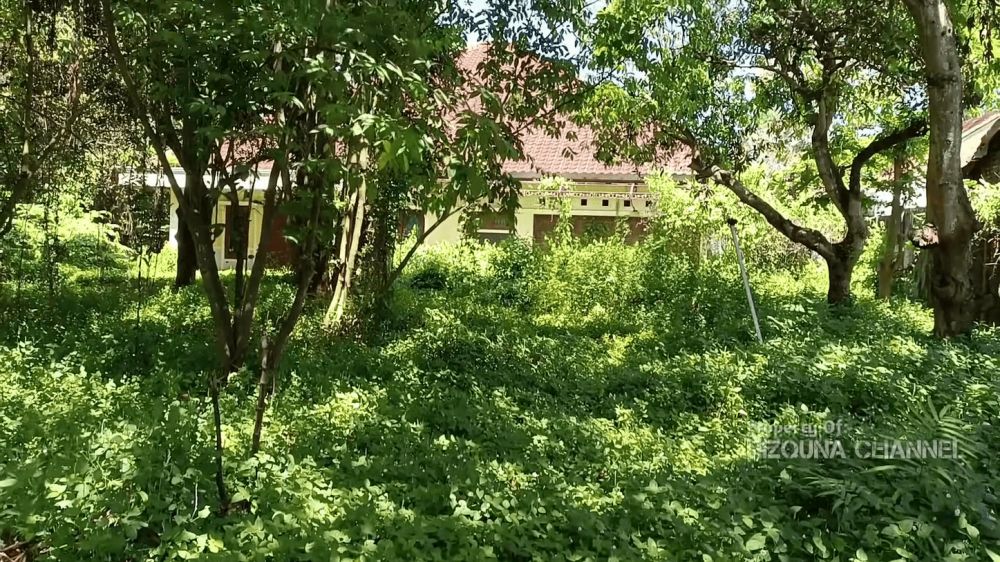 Halaman luas terabaikan bak hutan, 11 potret rumah lawas Maudy Koesnaedi, terakhir dihuni sekitar 2005
