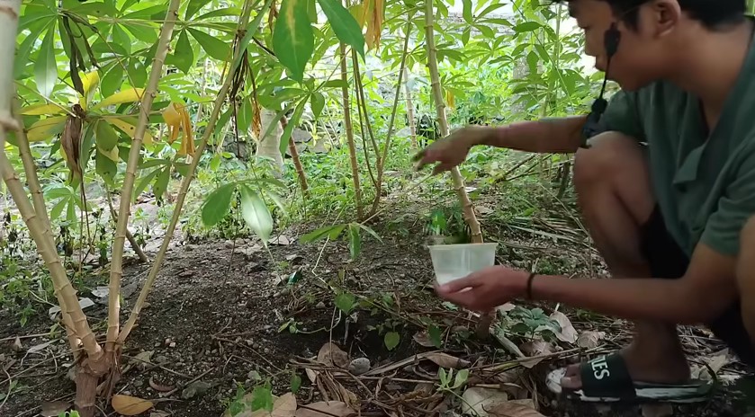 Jangan pakai racun, trik mudah basmi tikus di rumah, pakai tambahan 1 bumbu dapur, bikinnya semenit