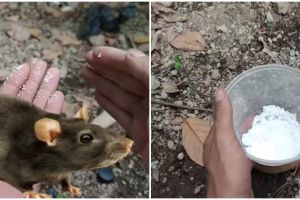 Jangan pakai racun, trik mudah basmi tikus di rumah, pakai tambahan 1 bumbu dapur, bikinnya semenit