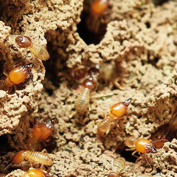 Cara mudah dan murah usir rayap dari kayu dan furnitur pakai 1 daun rempah, rumah bebas serangan