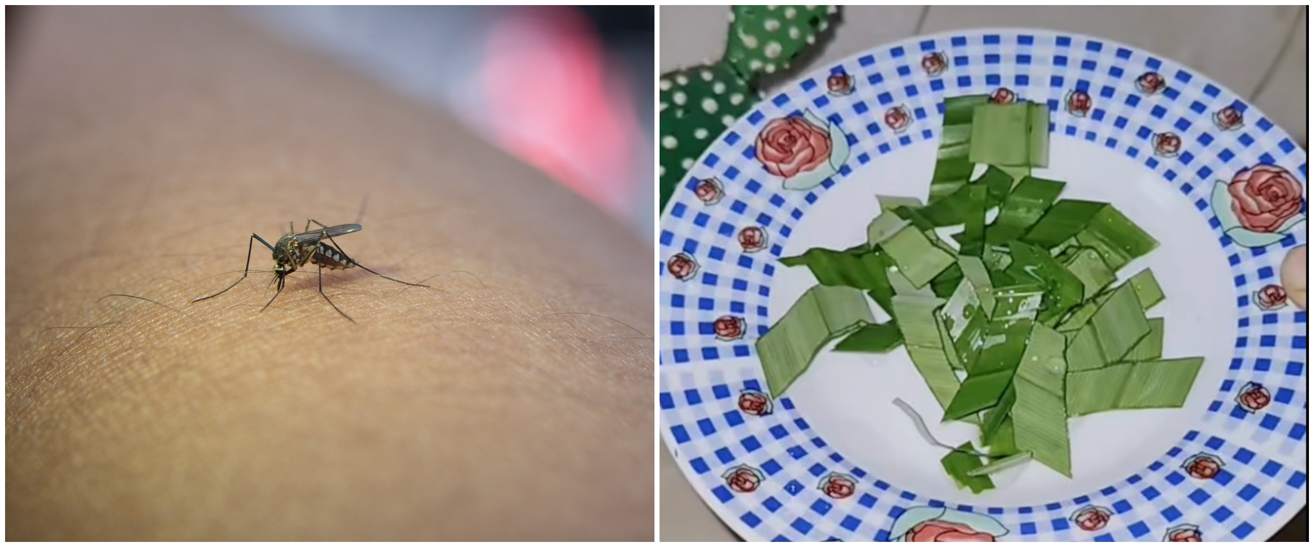 Tak harus bahan kimia, trik usir nyamuk secara alami andalkan 1 jenis daun dan 2 bahan sederhana