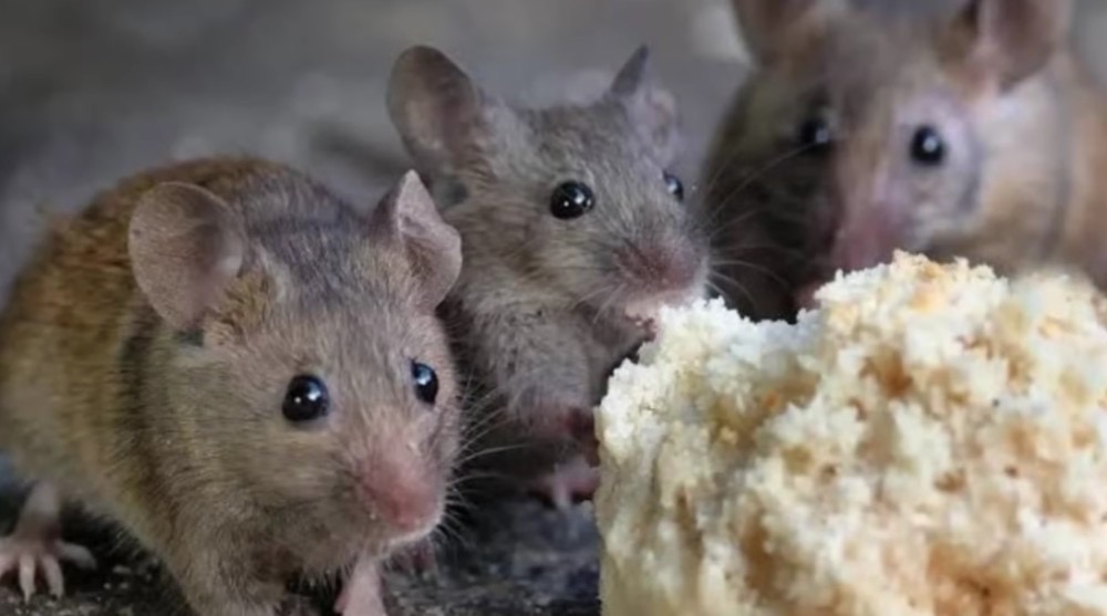 Trik bikin usir tikus dari rumah cuma pakai tambahan 1 rempah daun, bakal kapok balik lagi