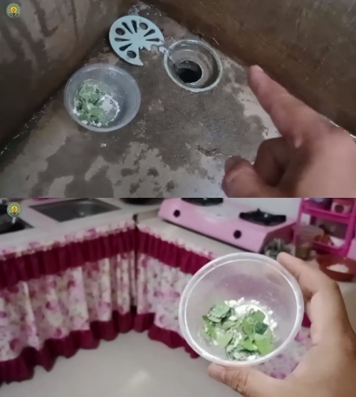 Trik bikin usir tikus dari rumah cuma pakai tambahan 1 rempah daun, bakal kapok balik lagi
