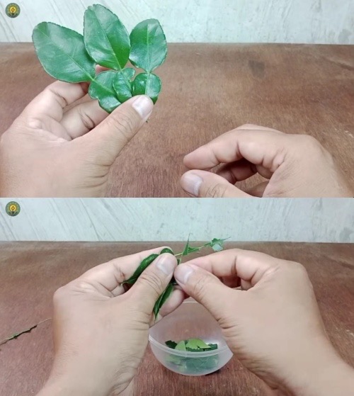 Trik bikin usir tikus dari rumah cuma pakai tambahan 1 rempah daun, bakal kapok balik lagi