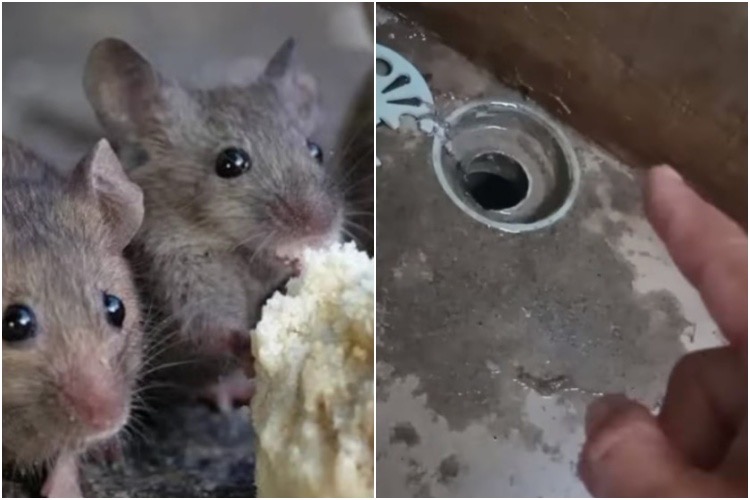 Trik bikin usir tikus dari rumah cuma pakai tambahan 1 rempah daun, bakal kapok balik lagi