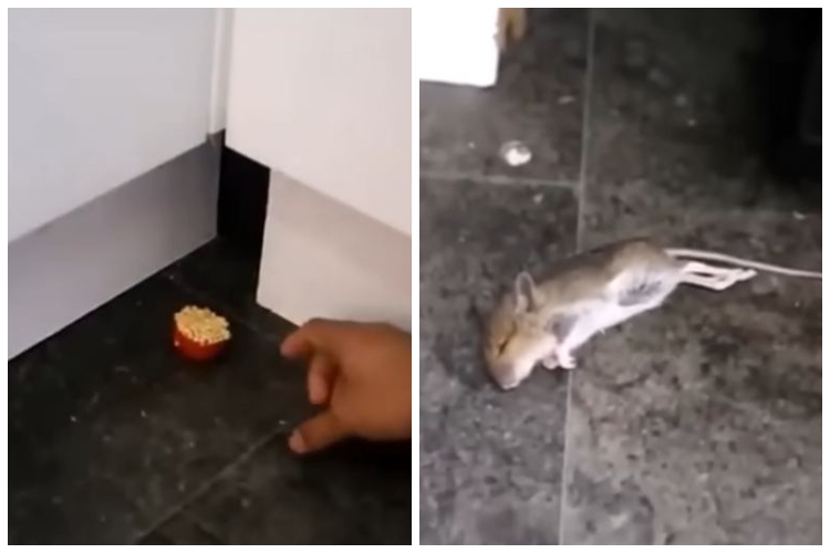 Trik ampuh mengusir tikus dari rumah tanpa perangkap dan racun, pakai 2 bahan makanan