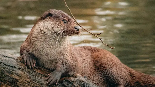Bahaya gigitan berang-berang sampai bikin Hotman Paris dilarikan ke rumah sakit di Singapura