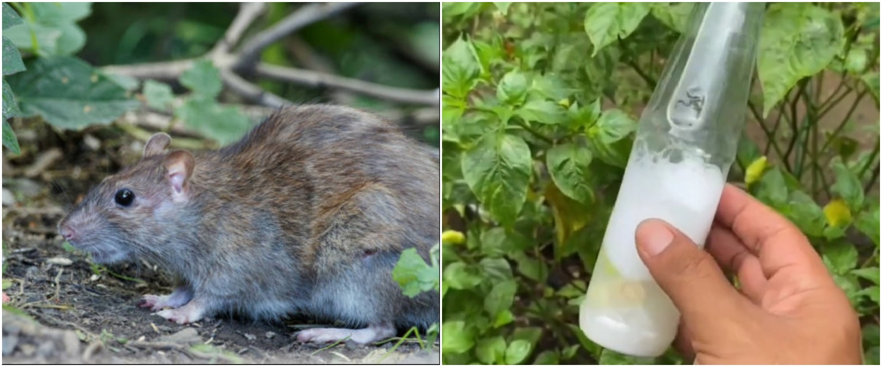 Cuma pakai ramuan 2 bahan dapur, ini trik ampuh bikin tikus kabur dari persembunyian di rumah