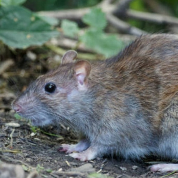 Cuma pakai ramuan 2 bahan dapur, ini trik ampuh bikin tikus kabur dari persembunyian di rumah