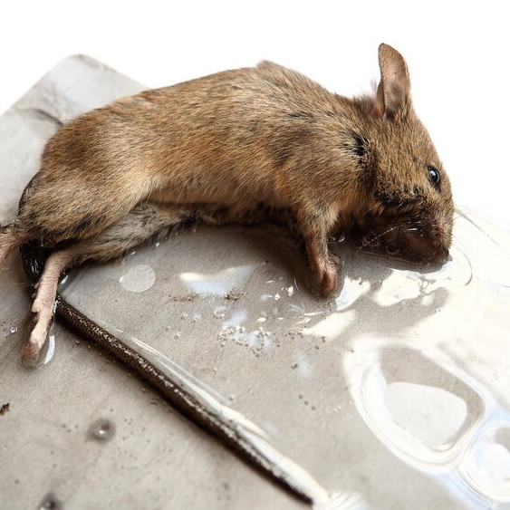 Trik mudah mengusir tikus agar tidak masuk rumah tak perlu perangkap, cuma tambah 1 bahan minuman