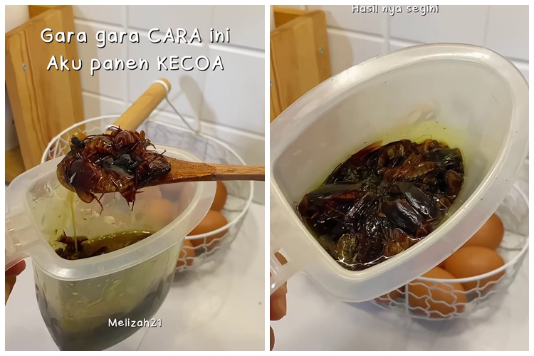 Cara ampuh basmi kecoak di dapur tanpa racikan atau semprotan khusus, cuma pakai 1 ampas dapur