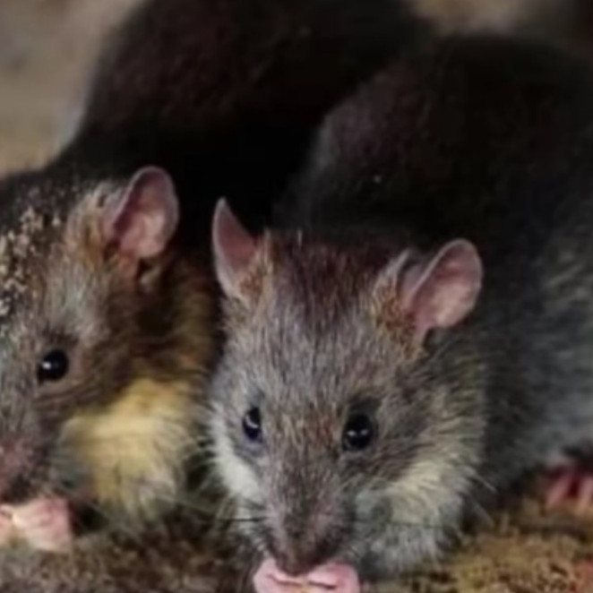 Trik jitu mencegah tikus masuk ke rumah tanpa perangkap dan racun, cuma pakai 1 bumbu masak auto kabur